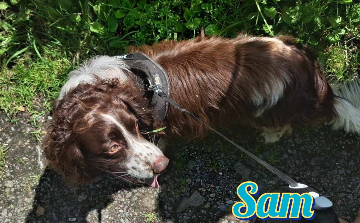 Sam
